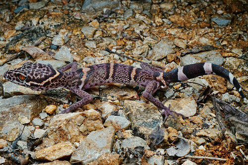 Vietnamese Tiger Gecko — 10