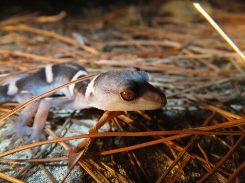 Japanese Cave Gecko — 4
