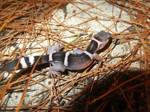 Japanese Cave Gecko — 6