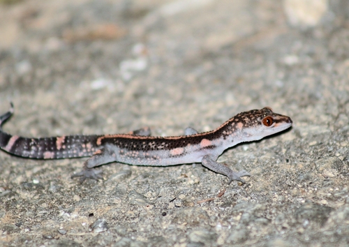 Japanese Cave Gecko — 9