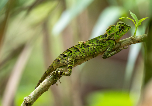 Kuhl's Anglehead Lizard — 1