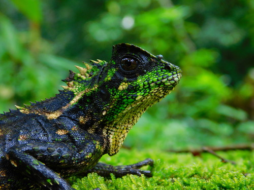 Kuhl's Anglehead Lizard — 2