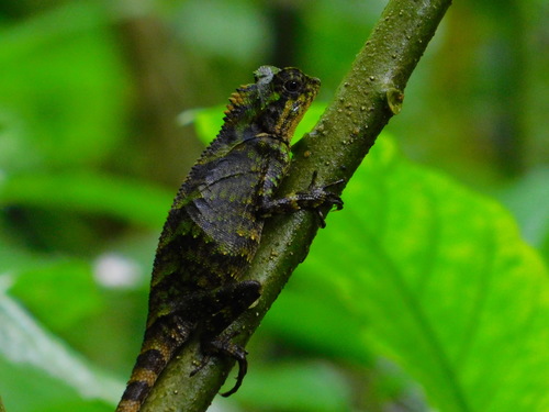 Kuhl's Anglehead Lizard — 3
