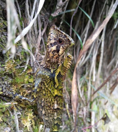 Kuhl's Anglehead Lizard — 4
