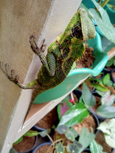 Kuhl's Anglehead Lizard — 5