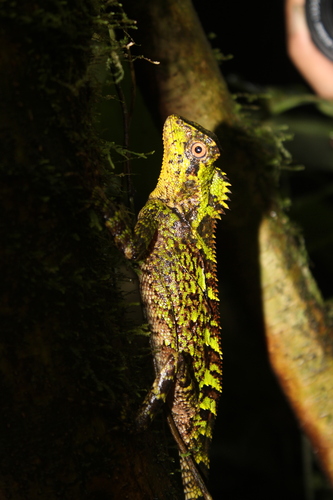 Kuhl's Anglehead Lizard — 6