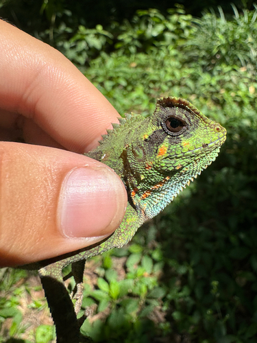 Kuhl's Anglehead Lizard — 7