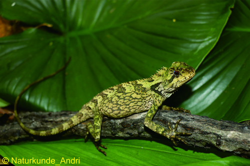Kuhl's Anglehead Lizard — 8