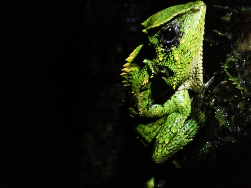 Kuhl's Anglehead Lizard — 9