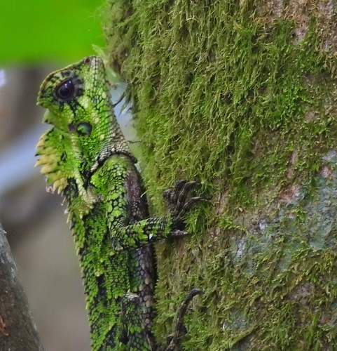 Kuhl's Anglehead Lizard — 10