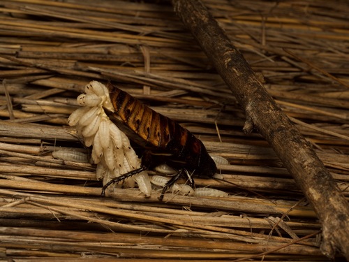 Madagascar Hissing Cockroach — 2