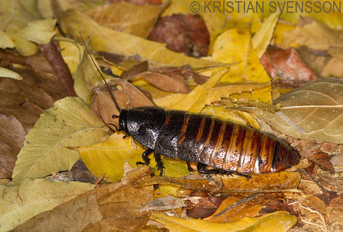Madagascar Hissing Cockroach — 3