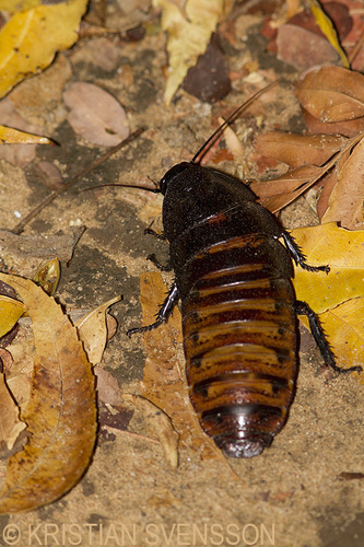 Madagascar Hissing Cockroach — 4