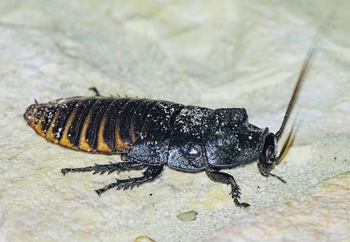 Madagascar Hissing Cockroach — 5