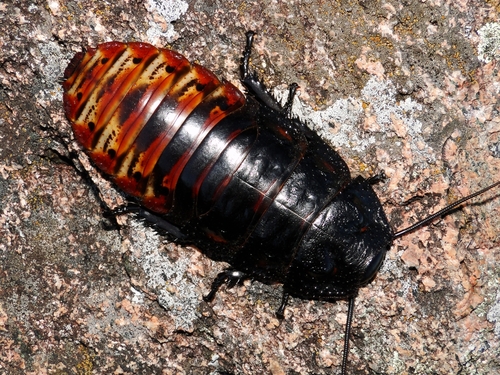 Madagascar Hissing Cockroach — 7