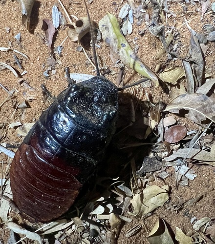 Madagascar Hissing Cockroach — 10