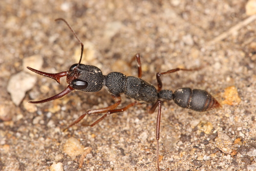 Jumping Ant — 3