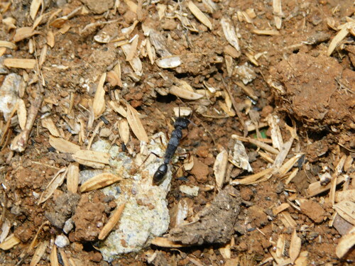 Jumping Ant — 6