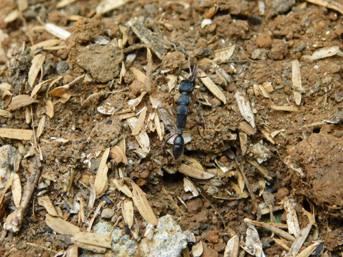 Jumping Ant — 9