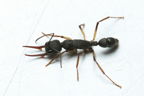 Jumping Ant — 10