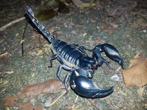 Laotian Giant Scorpion — 2
