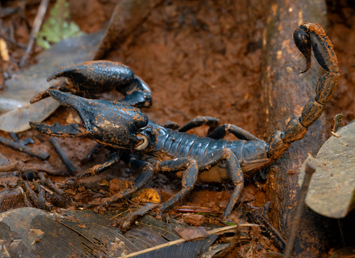 Laotian Giant Scorpion — 7