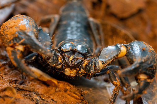 Laotian Giant Scorpion — 9