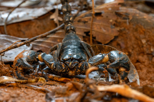 Laotian Giant Scorpion — 10