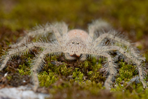 David Bowie Huntsman Spider — 4