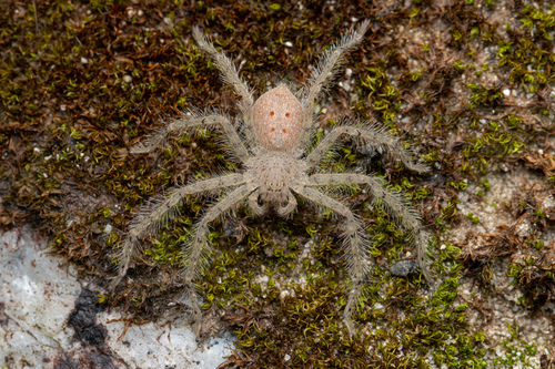David Bowie Huntsman Spider — 5