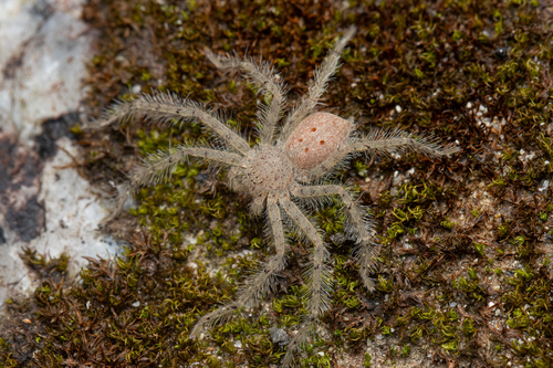 David Bowie Huntsman Spider — 6