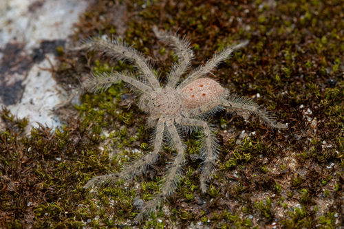 David Bowie Huntsman Spider — 7