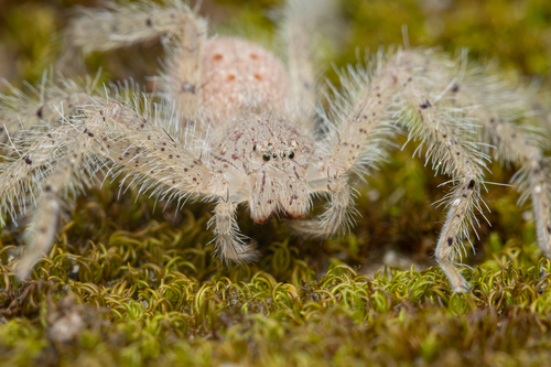 David Bowie Huntsman Spider — 8