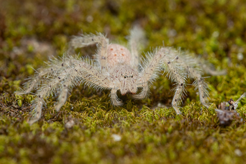 David Bowie Huntsman Spider — 9