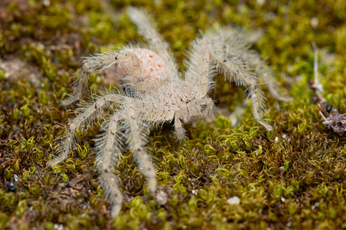David Bowie Huntsman Spider — 10