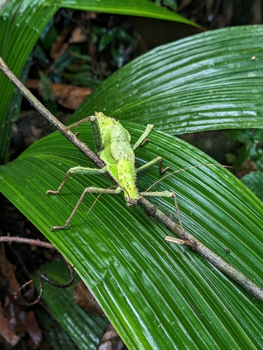Nymphe géante de la jungle — 4