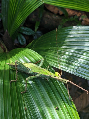 Nymphe géante de la jungle — 8