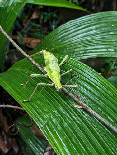 Nymphe géante de la jungle — 9