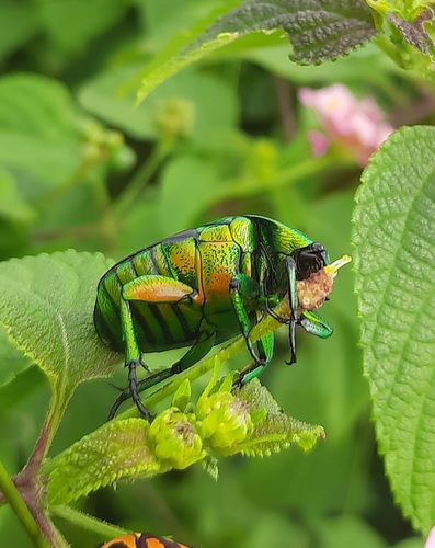 Asian Jewel Beetle — 2
