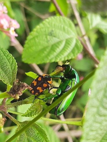 Asian Jewel Beetle — 4