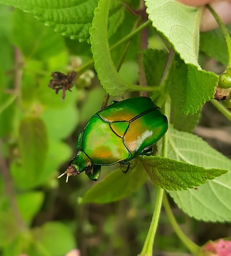 Asian Jewel Beetle — 5