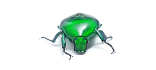 Asian Jewel Beetle — 7