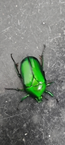 Asian Jewel Beetle — 9