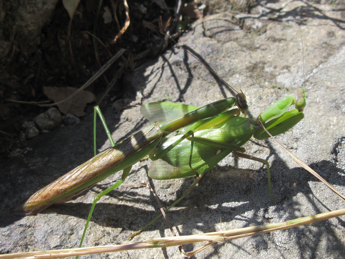 Common Asian Giant Mantis — 8