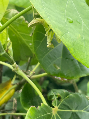 Common Asian Giant Mantis — 9
