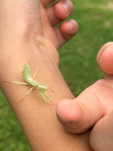 Common Asian Giant Mantis — 10