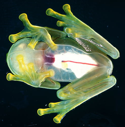 Glass Frog — 7