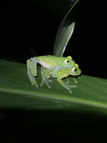 Glass Frog — 8