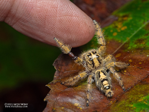 Heavy Jumper — 1