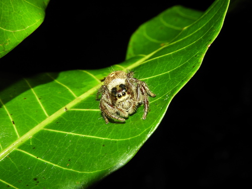 Giant Jumping Spider — 4